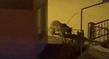Bu da oldu! Üniversiteye ayı girdi