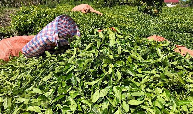 ÇAYKUR 592 bin ton yaş çay alımı yaptı - Ekonomi - Giresun İleri Gazetesi