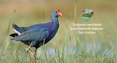 Doğanın renklerini kanatlarında taşıyor