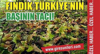 Fındık Türkiye'nin Başının Tacı!