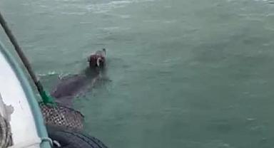 Giresun'da ayıyı kurtaran balıkçı konuştu: 