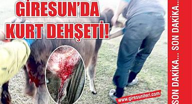 Giresun'da kurt dehşeti!