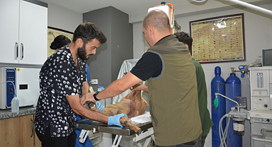 Karaca koruma altına alındı