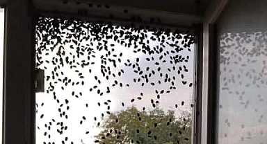 Korkulan oldu! Karadeniz'de 