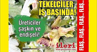 Tekelciler iş başında!