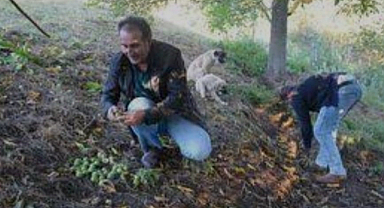 Tescilli Şebin cevizinde rekolte düşüklüğü