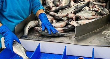 Türk somonu Çin pazarını fethetmeye gidiyor