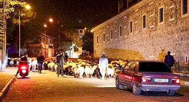 Yayladan şehir merkezine: Koyun sürüsünün yolculuğu kamerada