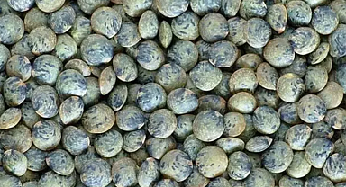 Yumurtadan 10 kat fazla protein içeriyor
