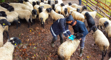 Giresun'un Espiye İlçesinde Küçükbaş Hayvanlar Aşılandı