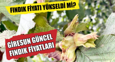 Fındık Fiyatları Yükseldi mi? Fındık Fiyatları Kaç TL Oldu?