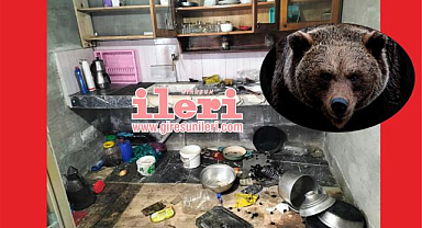 Giresun'da Ayı Tehdidi! Ayılar Yayla Evlerine Dadandılar!