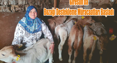 Giresun’da Buzağı Destekleme Müracaatları Başladı