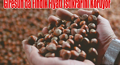 Giresun'da Fındık Fiyatı İstikrarını Koruyor