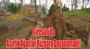 Giresun’da Şiddetli Fırtına Asırlık Ağaçları Kökünden Söktü!