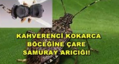 Giresun FAE'de samuray arı laboratuvarı kuruluyor