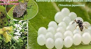 Kahverengi kokarcaya karşı