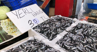 Karadeniz’de Hamsi Bereketi
