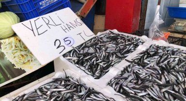 Karadeniz'de hamsi bolluğu