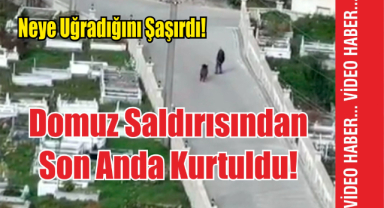 Neye Uğradığını Şaşırdı! Domuz Saldırısından Son Anda Kurtuldu!