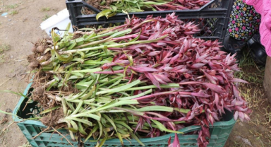 Türkiye'de En Çok Salep O İlde Üretiliyor