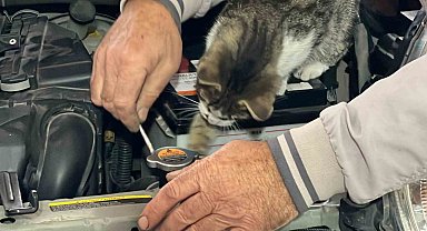 Oto tamircisi kedi: Nazlı