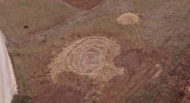 Tonlarca Şeker Pancarı Tarlada Kaldı  