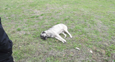 Aracın Çarptığı Köpek Telef Oldu