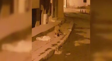 Bayburt'ta aç kalan tilki yiyecek aramak için şehir merkezine indi