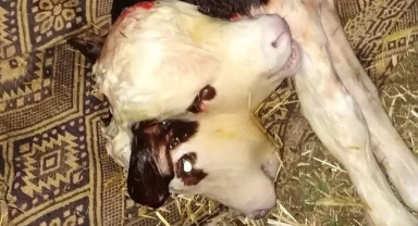 Çift Başlı Buzağı Doğdu! Görenler İnanamadı