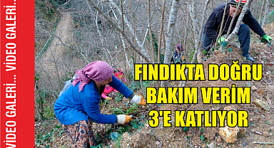 Doğru Bakım ve Gübreleme İle Fındık Verimi Artıyor