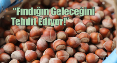 “Fındığın Geleceğini Tehdit Ediyor!”