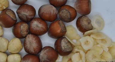 Fındık Fiyatları Beklentinin Altında: Üreticiler Gelecek İçin Endişeli!