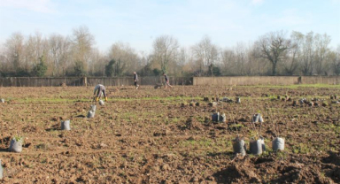 Fındıkta Kaliteyi Artıran Proje: Örnek Bahçe