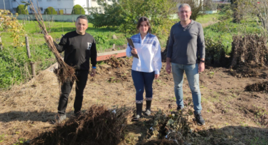 Giresun’da Proje Fındık Fidanları Teslim Edildi