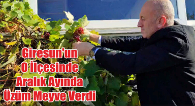 Giresun'un O İlçesinde Aralık Ayında Üzüm Meyve Verdi
