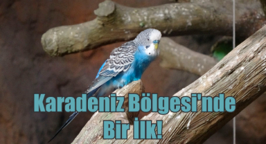 Karadeniz Bölgesi'nde Bir İlk!
