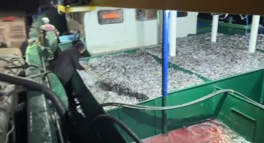 Karadeniz'de hamsi bereketi