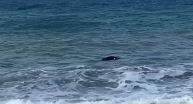 Kıyıya Vuran Gizemli Cisim 