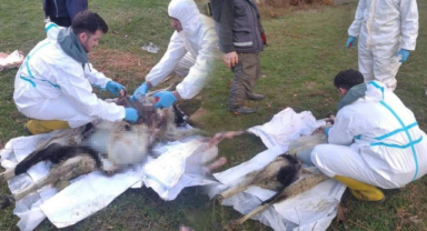 Küçükbaş Hayvanların Ölüm Nedeni Ortaya Çıktı