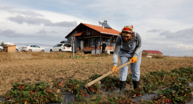 Şehir Hayatını Bıraktı Tarım Desteğiyle Aromatik Bitki Yetiştiriyor