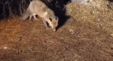 Yiyecek Arayan Tilkiyi Köpek Mamasıyla Besledi