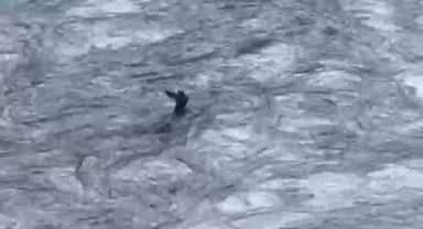 Akıntıya kapılan karaca kamerada