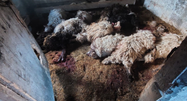 Aynı ilçede telef olan koyunlar tedirgin etti