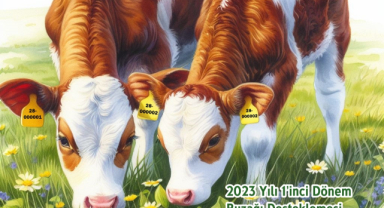 Buzağı desteklemelerine başvuran yetiştiriciler dikkat!