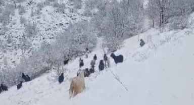 Çobanların zorlu kış mesaisi