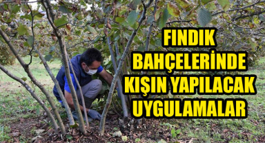 Fındık bahçelerinde verimi arttıran kış uygulamaları