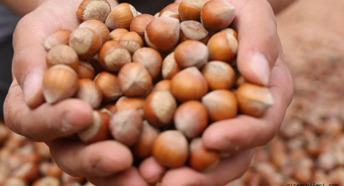 Fındık fiyatları ne kadar?