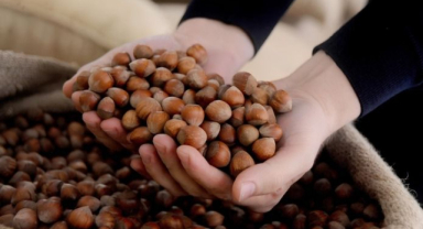 Fındık fiyatları yeni haftaya artışla başladı