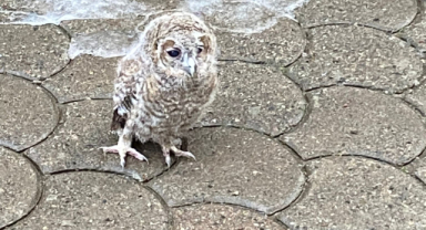Giresun’un o ilçesinde yaralı baykuş koruma altına alındı